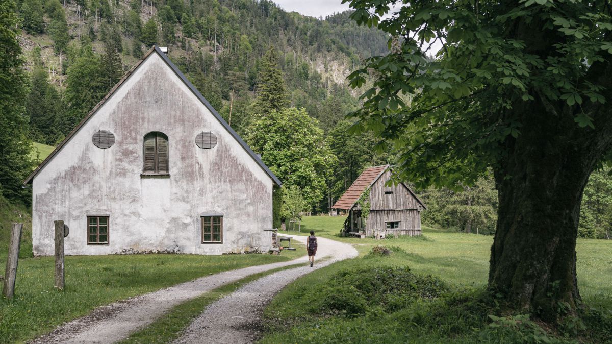 Breiter Forstweg führt vorbei an einem alten Bauernhaus, daneben ein riesiger Baum.