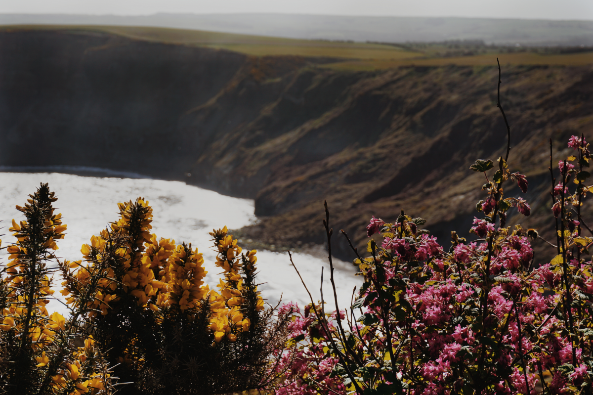 Blumen mit gelben und lila Blüten im Vordergrund, dahinter der Blick hinunter auf die gegenüberliegende felsige Steilküste.