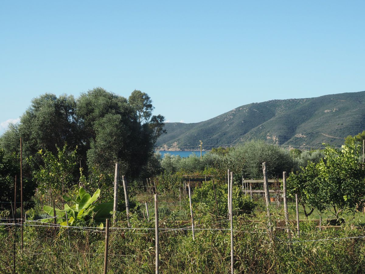 Blick in einen Gemüsegarten. Zwischen Stöcken gespannte Schnur gibt den Tomatenpflanzen Halt. Im Hintergrund Bäume und Sträucher, ein Stückchen blaue Wasserfläche und hügelige Küste.