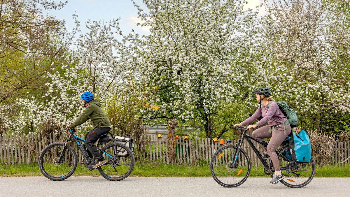Mann und Frau fahren mit dem Fahrrad an einem Garten mit blühenden Apfelbäumen vorbei.
