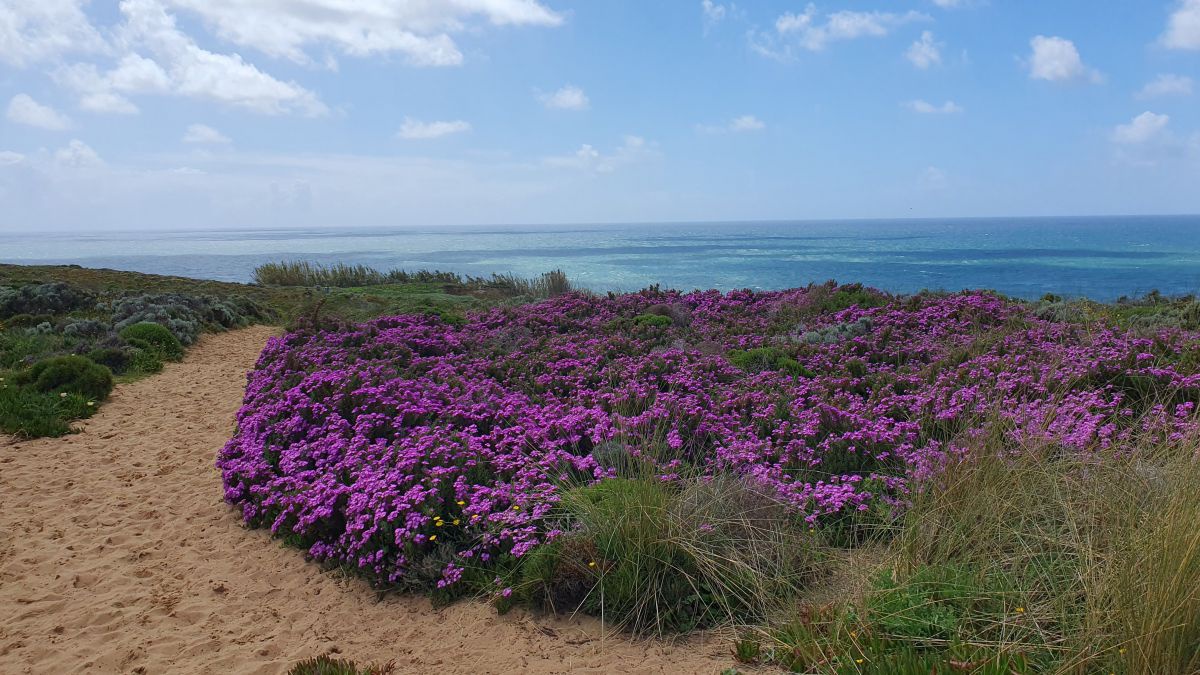 Lila Blütenmeer neben dem Weg.