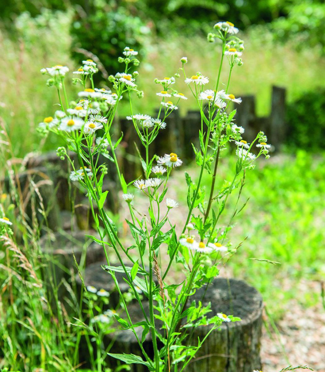 Blume im Naturgarten.