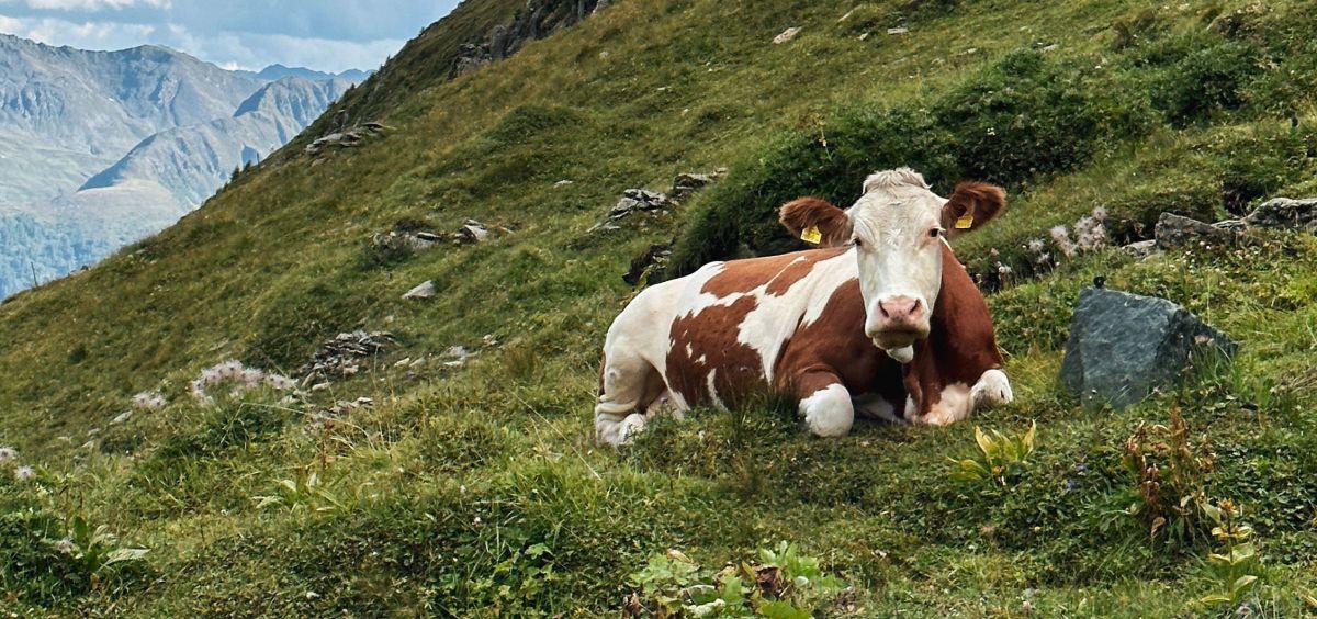 Kuh liegt auf einem Berghang.