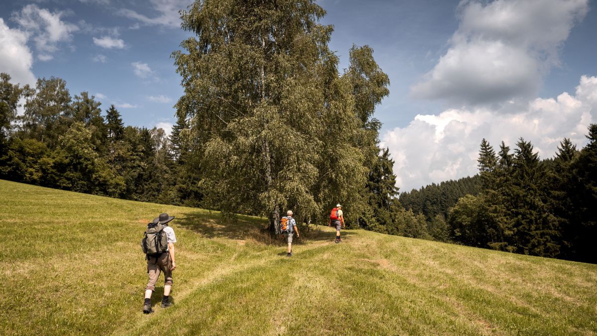 Drei personen wandern auf einem Weg, der über eine Wiese führt.