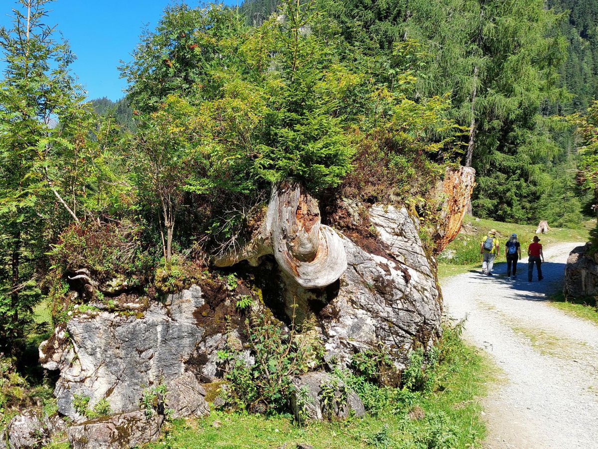Breiter Wanderweg, links Felsbrocken mit Bäumen überwurzelt, auf dem Weg drei Wanderer.