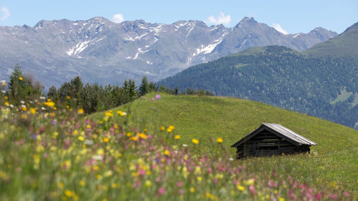 Almwiese, bunte Blumen, eine Holzhütte und die Berge im Hintergrund.