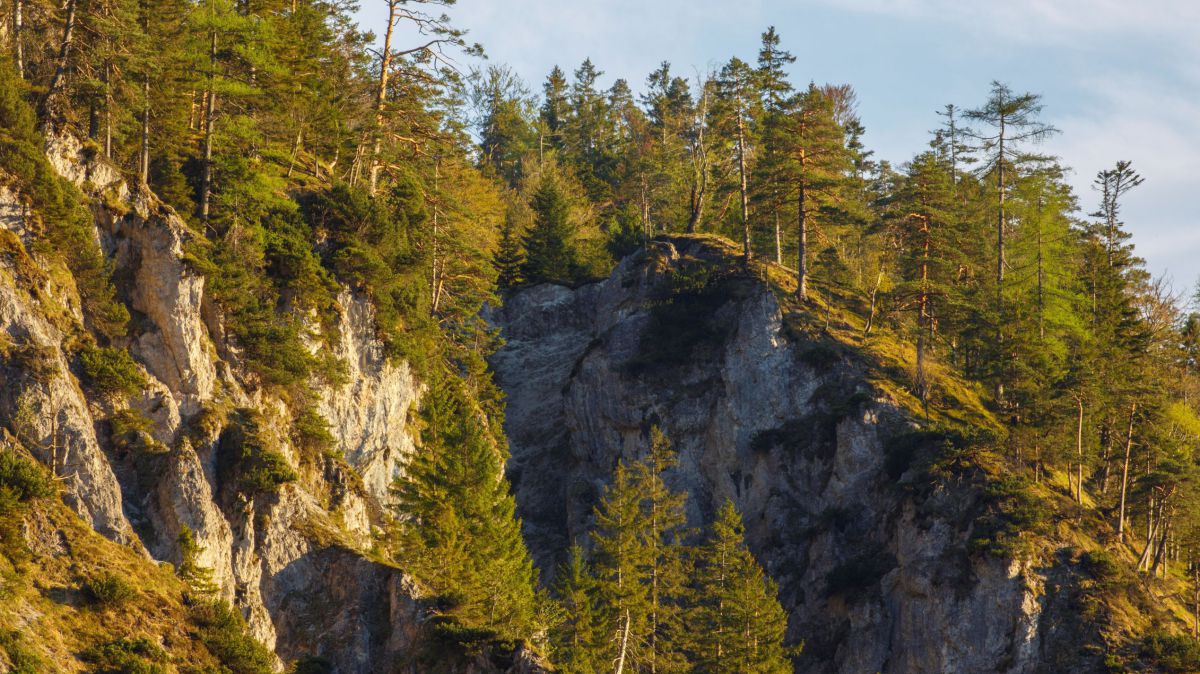 Schroffe Schlucht in einem Wald.