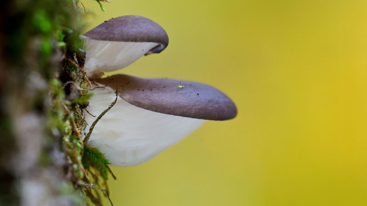 Pilze wachsen aus einem Baum.