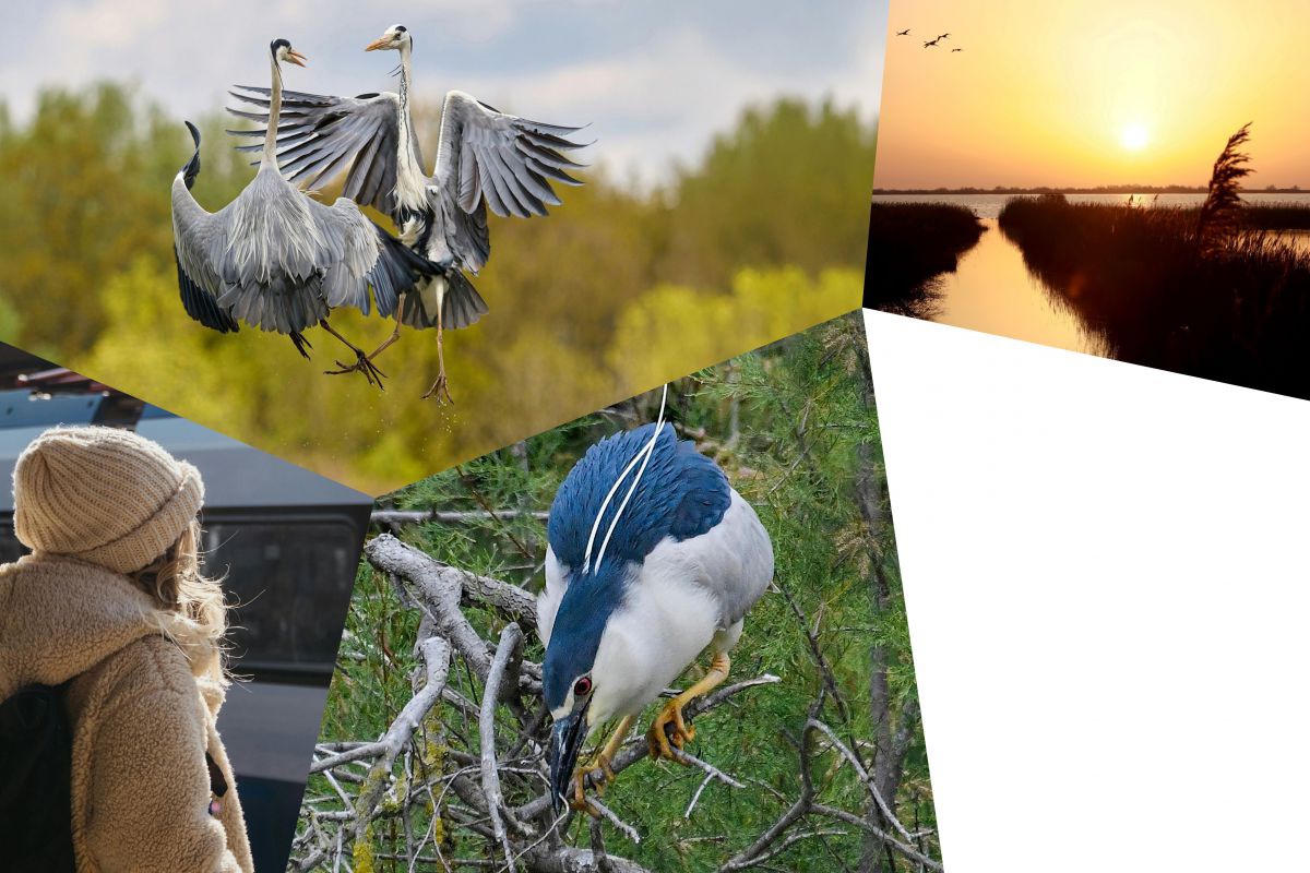 Collage aus 4 Bildern: Eine Person in Jacke und Haube an einem Bahnhof, zwei Kraniche im Flug, ein anderer vogel mit weiß-blauem Gefieder, Sonnenuntergang über einem schilfumwachsenem Gewässer.