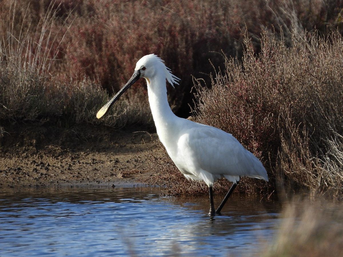 Ein weißer Vogel mit langem, löffelförmigem Schnabel steht im flachen Wasser am mit Gräsern bewachsenen Ufer.