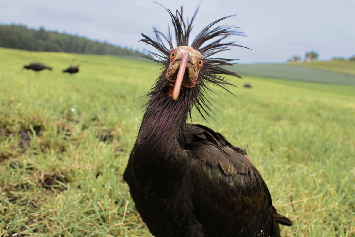 Ein Vogel mit schwarzem Gefieder, einem langen, gebogenen, roten Schnabel, rote, ledrige Gesichtshaut mit roten Augen und strahlenkranzförmig abstehenden schwarzen Federn am Kopf.