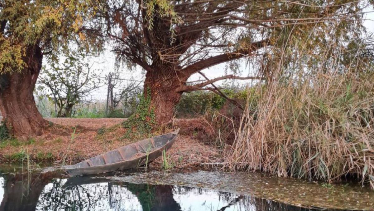 Ein schmales Holzboot liegt am Ufer eines ruhigen Gewässers, umgeben von Bäumen und dichtem Schilfgras.