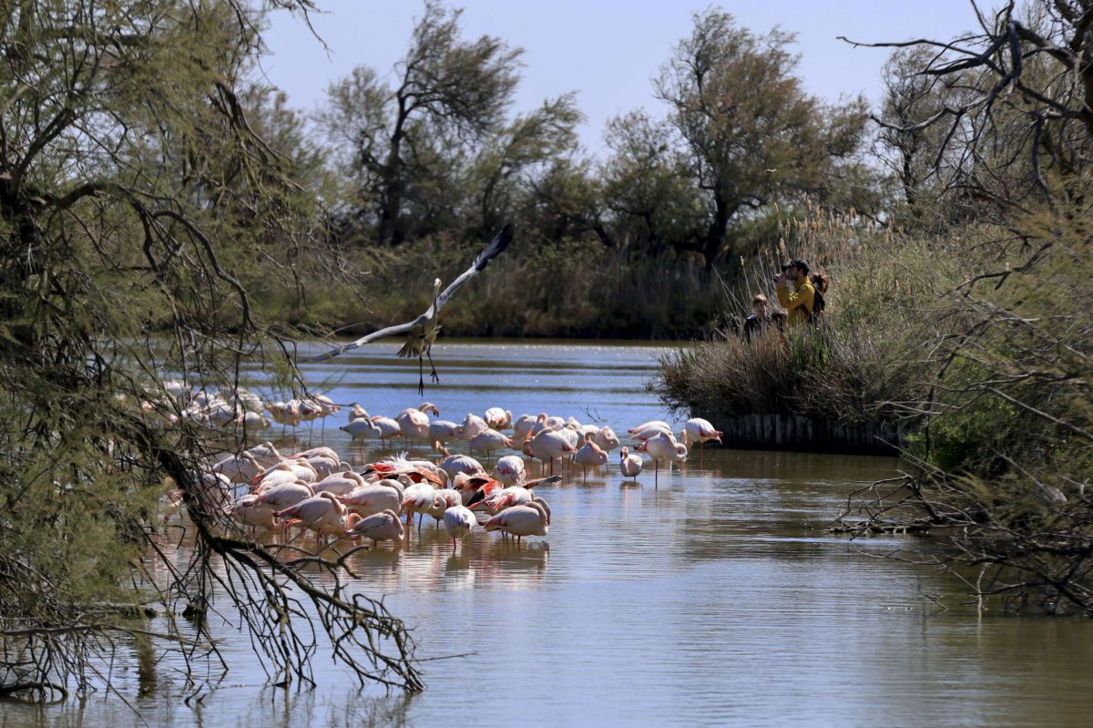 Eine große Gruppe Flamingos steht und watet in einem ruhigen Flussabschnitt während zwei Personen am Ufer zwischen hohem Schilfgras stehen und die Tiere beobachten.