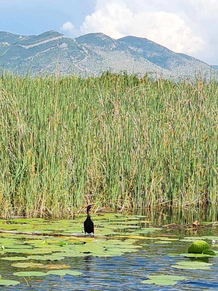 Ein Vogel in einem von einem dichten Schilfgürtel umgebenen Gewässer, auf dem Seerosenblätter schwimmen.