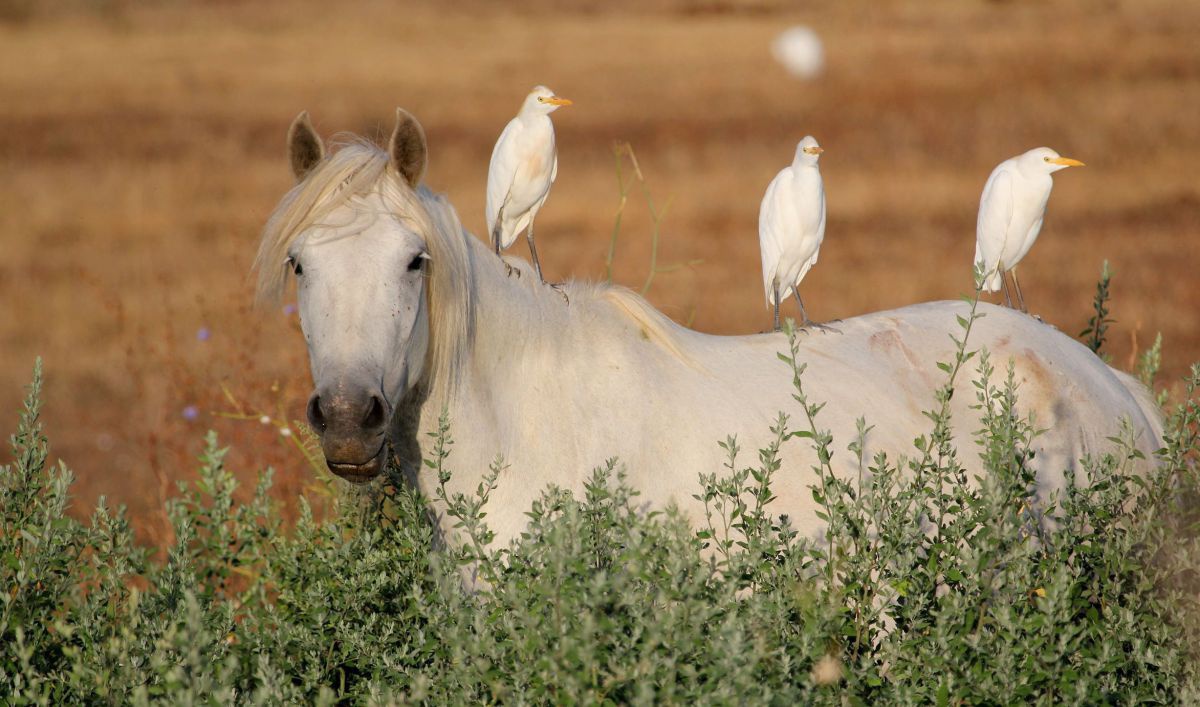 Ein weißes Pferd steht in einer Steppenlandschaft, auf seinem Rücken haben sich drei weiße Vögel niedergelassen.