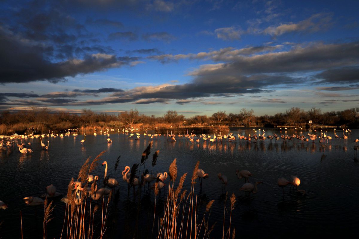 Blick auf ein ruhiges Gewässer in der Morgendämmerung, in dem zahlreiche Flamingos stehen. Das Licht der aufgehenden Sonne hat die Tiere und die Landschaft in sanftes Rosa getaucht.