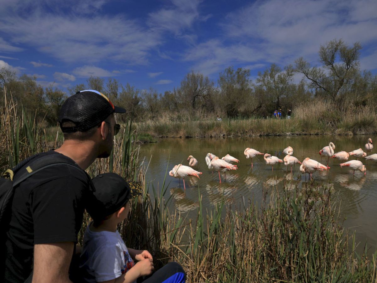 Ein Mann und ein Kind stehen auf einem Holzsteg im Schilfgürtel an einem Gewässer und beobachten Flamingos. Der Himmel ist blau und leicht bewölkt.
