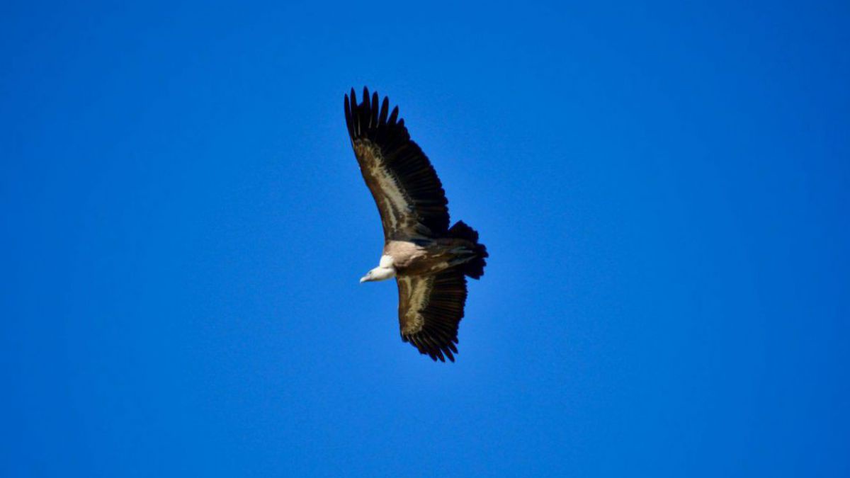 Ein Greifvogel segelt mit ausgebreiteten Flügeln vor strahlend blauem Himmel.