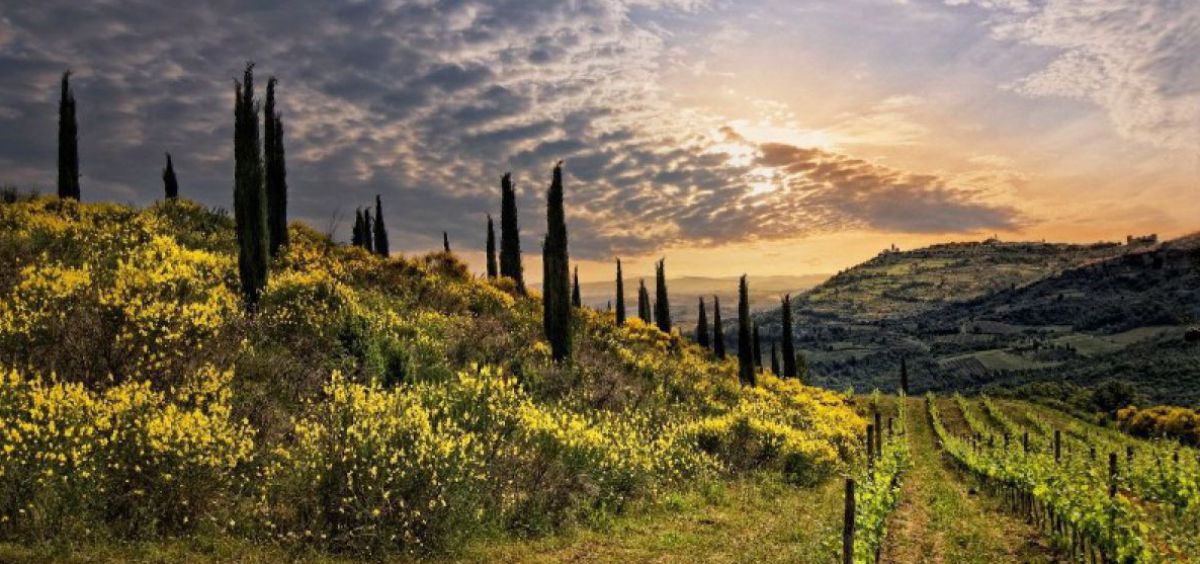 Zauberhafte Landschaft zwischen Zypressen und Wein.