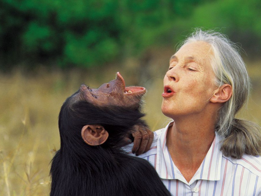 Jane Goodall mit einem Schimpansen, beide schneiden Grimassen.