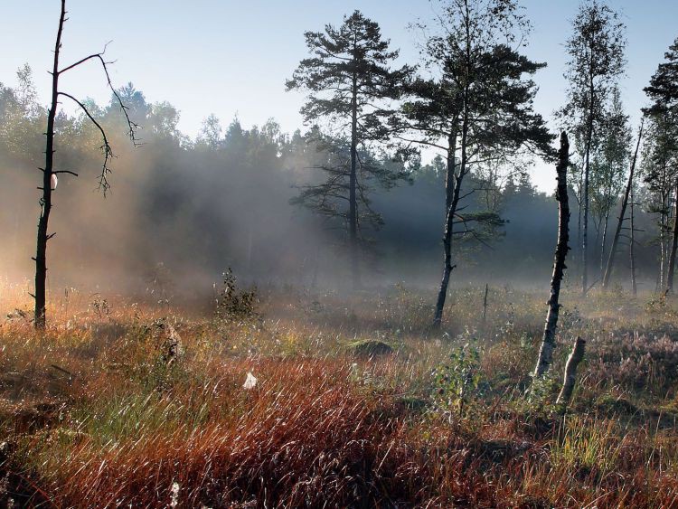 Freie Grasfläche, ein paar Bäume, Nebel steigt auf.