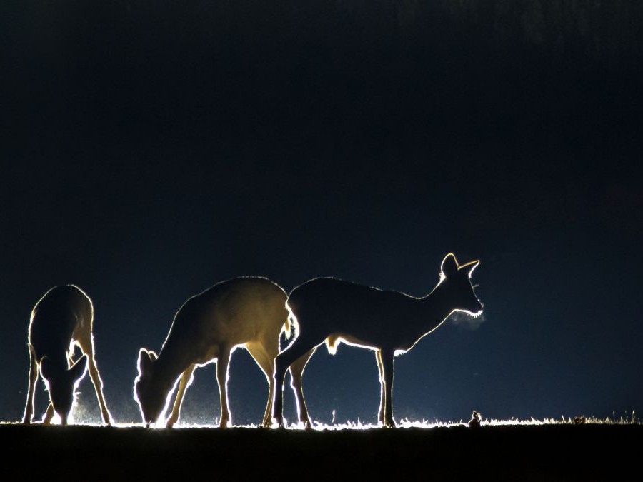 3 Rehe in der Dunkelheit, die Umrisse sind beleuchtet.