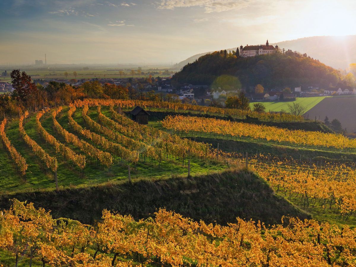 Hang mit Weinreben, die Blätter sine herbstlich braun. Im Hintergrund das Stift Göttweig.