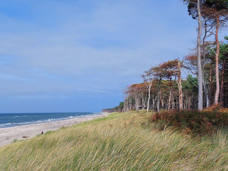 Der Wald geht hier in die Küste über. Rechts Bäume, dann die mit Gras bewachsene Düne, dann der weiße Sandstrand und das Meer.
