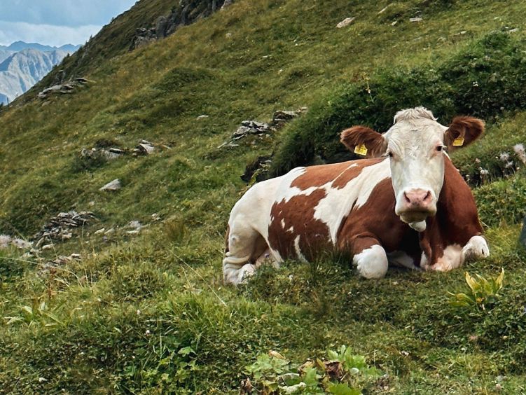 Kuh liegt auf einem Berghang.