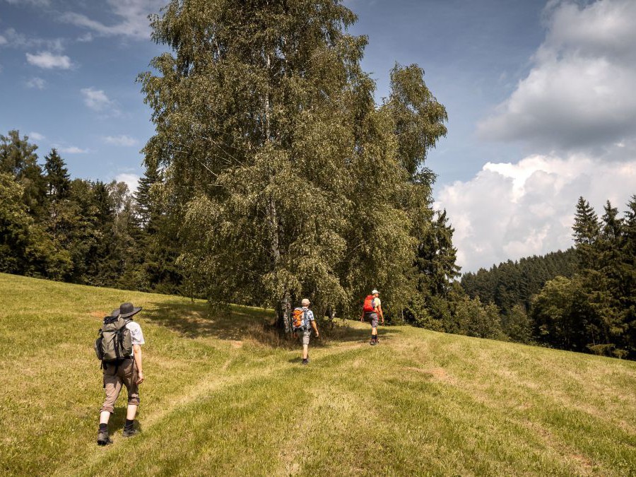 Drei personen wandern auf einem Weg, der über eine Wiese führt.